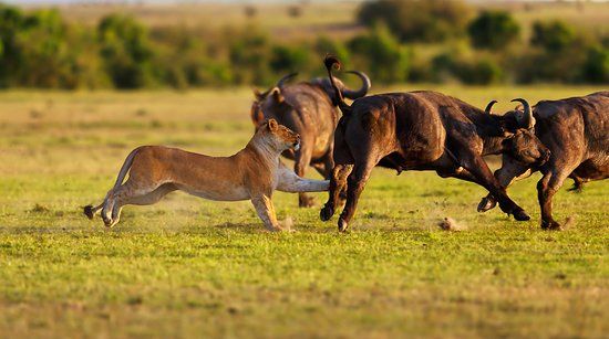 Safari And Trekking Africa